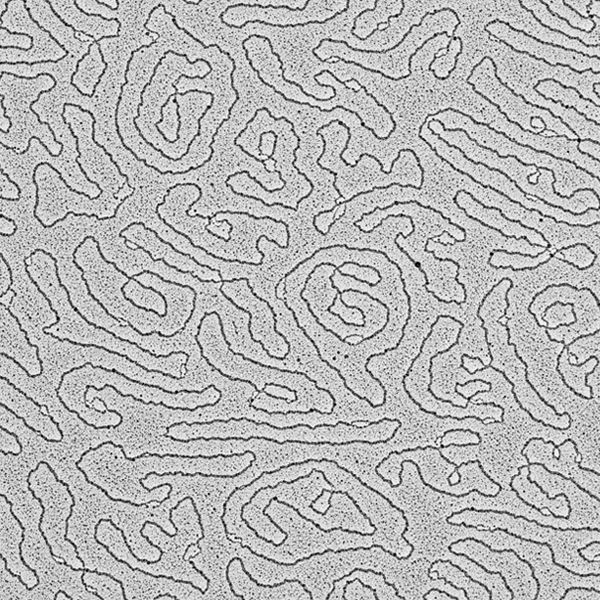 Microscopia elettronica a Singole Molecole