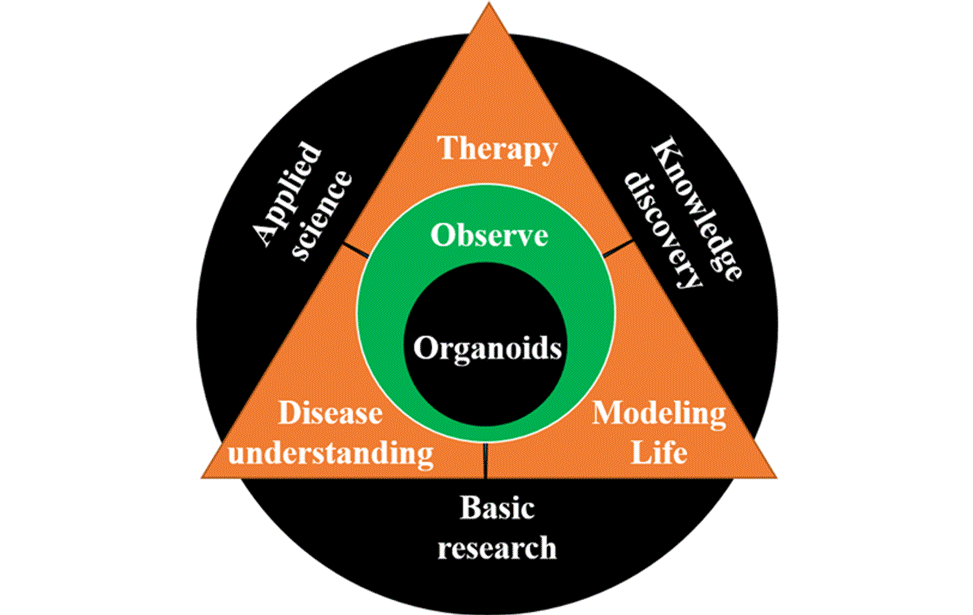 Imaging Development