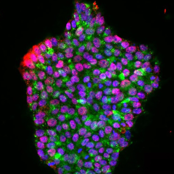 Cellular & Preclinical Models Unit