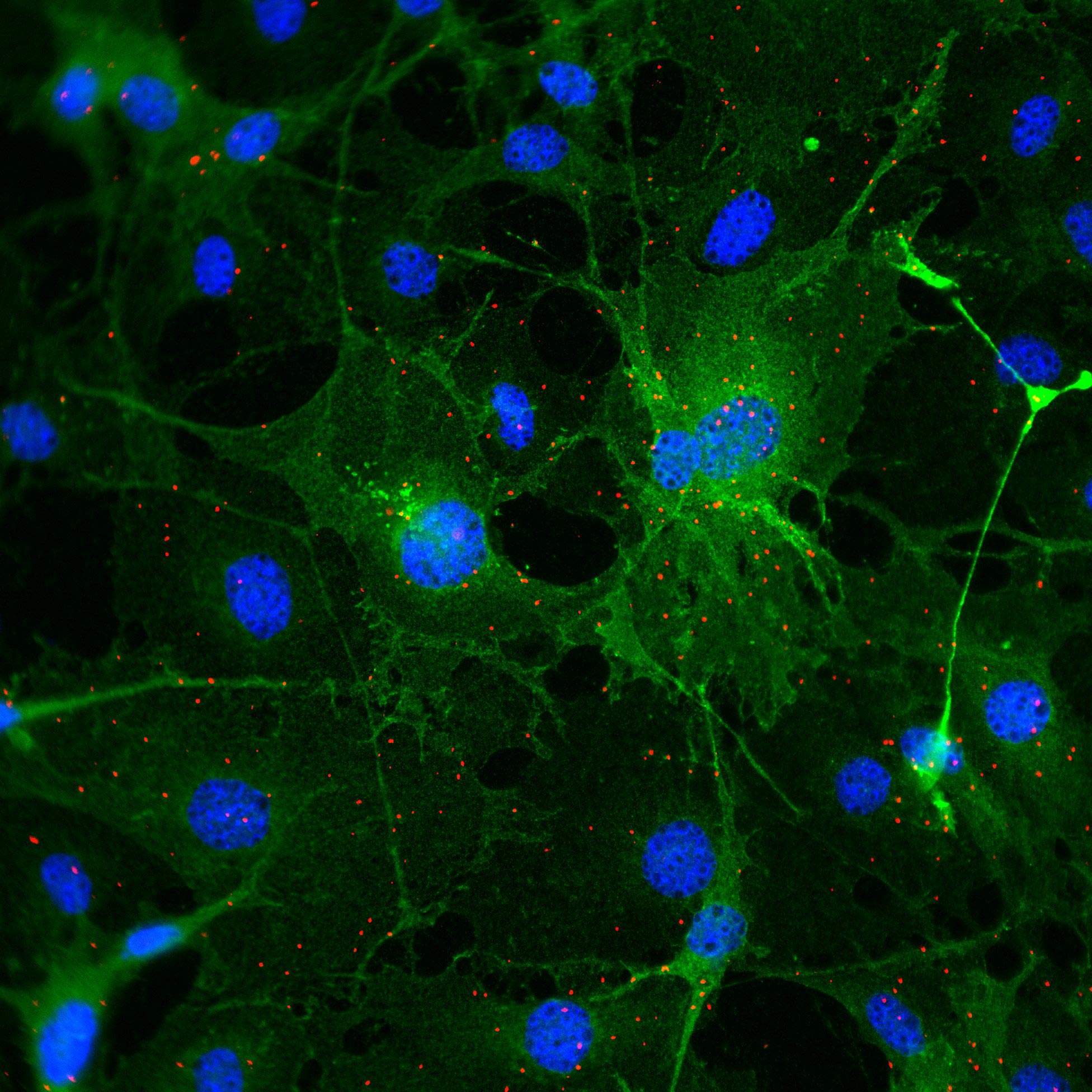 Antibody producing cells