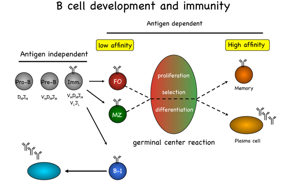 B-cell-development