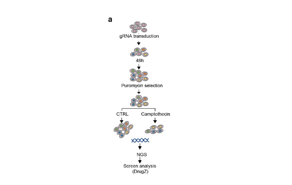 Gallery Functional Genomics